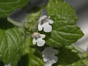 aromatherapy training